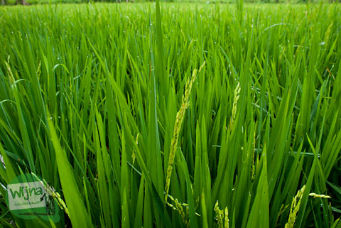 Panorama Desa Turen, Sardonoharjo, Ngaglik, Sleman, DI Yogyakarta
