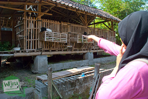 Panorama Desa Turen, Sardonoharjo, Ngaglik, Sleman, DI Yogyakarta