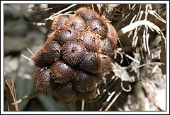 http://www.mblusuk.com/gambar/salak04.jpg